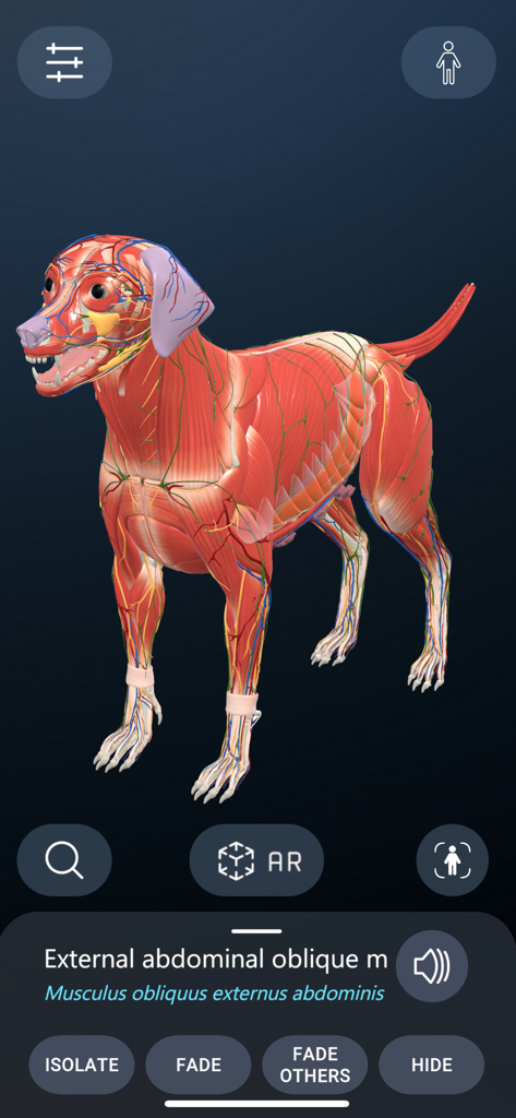 Animal Anatomy AR - Un modelo anatómico 3D detallado de un perro que muestra sus sistemas muscular y vascular en la aplicación Animal Anatomy AR.