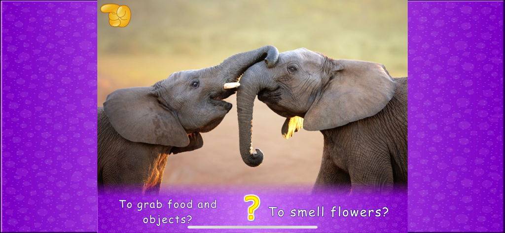 Animal picture games for kids - An educational quiz screen from the app showing two elephants with questions about their trunks