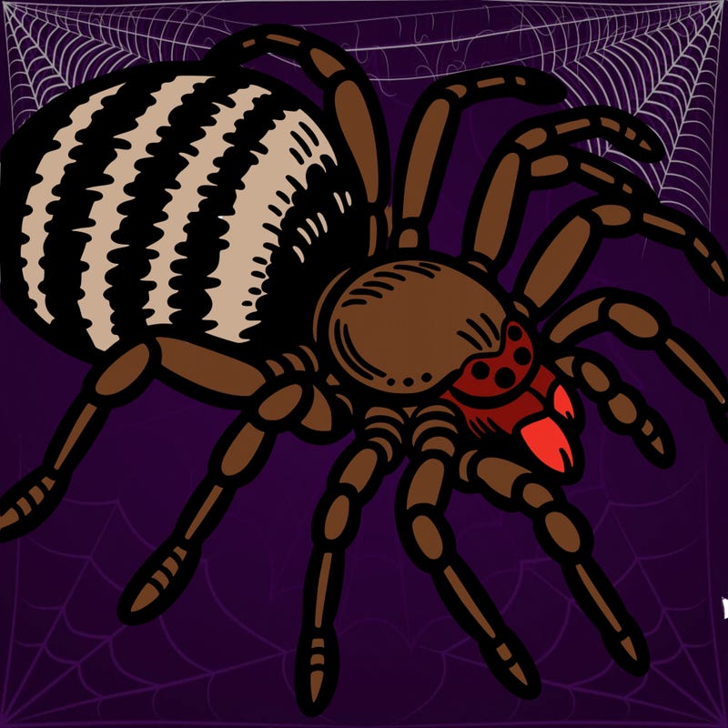 spider