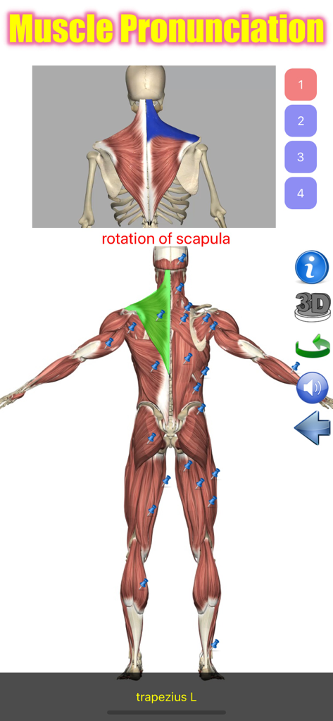 Visual Anatomy Lite - Visual Anatomy Lite interface showing muscle pronunciation and highlighting for the trapezius muscle