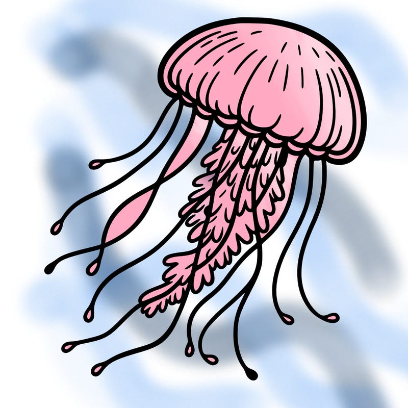 jellyfish