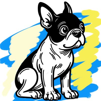boston terrier