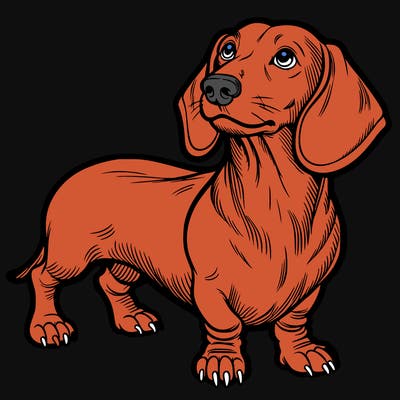 dachshund