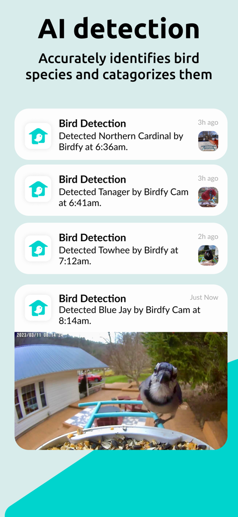 Birdfy - Birdfy App-Oberfläche, die Benachrichtigungen zur KI-Vogelartenerkennung und eine Live-Kameraansicht eines Blauhäher an einem Futterspender zeigt