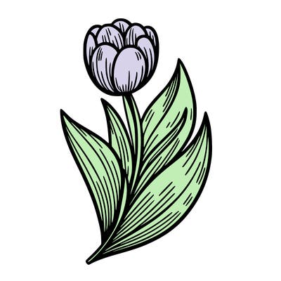 tulip