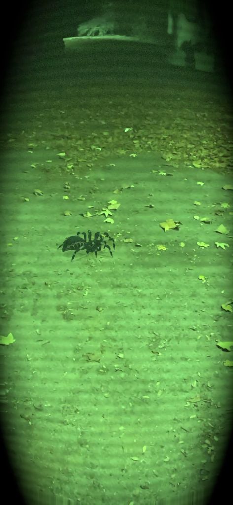 A scary spider crawling on a leafy floor viewed through a green night vision filter