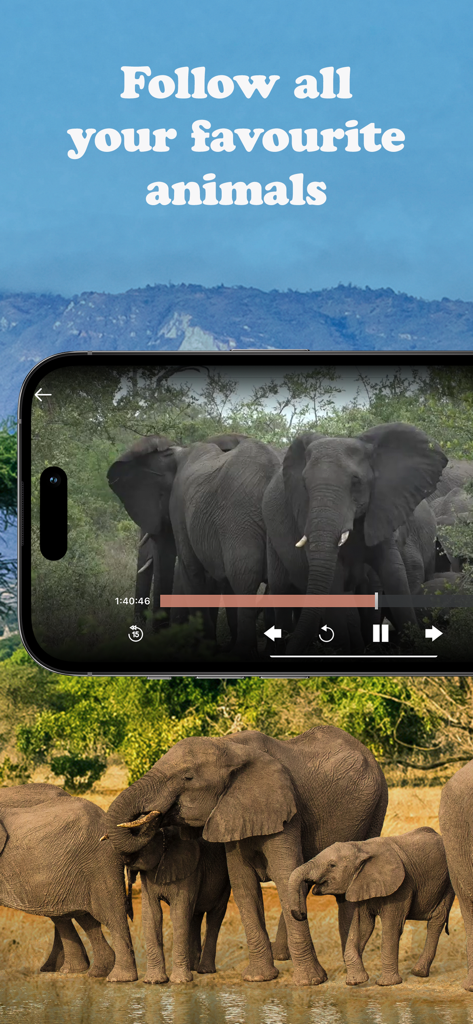 Smartphone displaying live safari footage of elephants in the WildEarth TV app