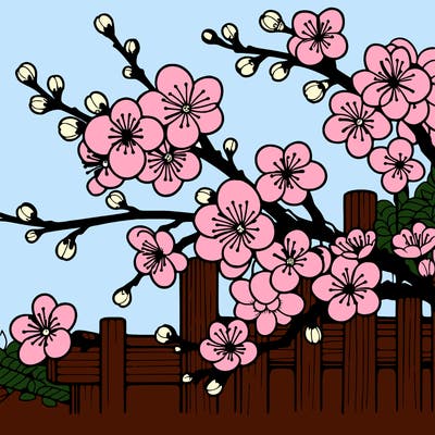 japan cherry blossom