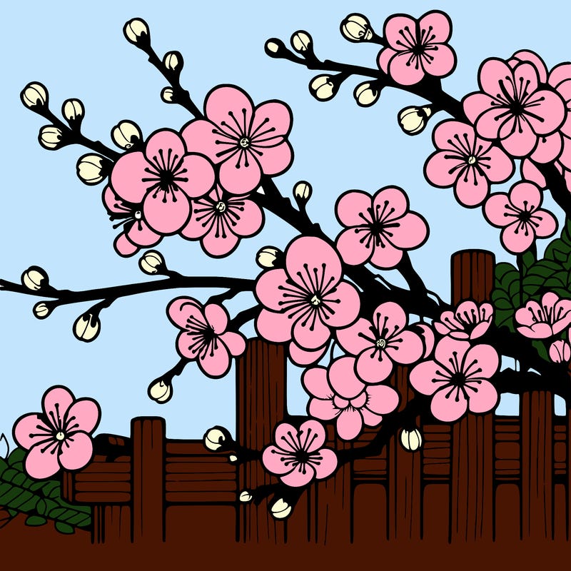 japan cherry blossom