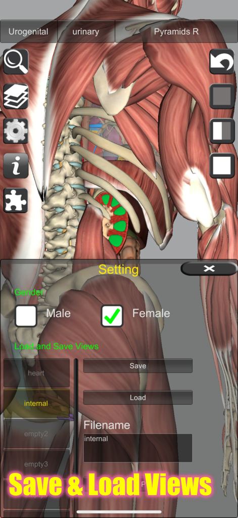 Settings menu in a 3D anatomy app showing the save and load views feature over a human muscle model.