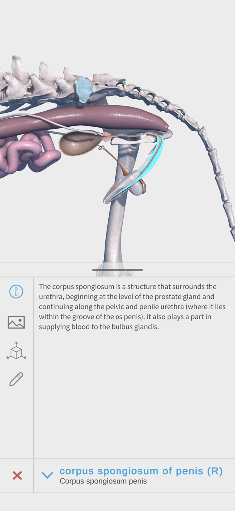 Complete Canine Anatomy 3D - Modelo 3D interactivo de la anatomía reproductiva canina mostrando el cuerpo esponjoso