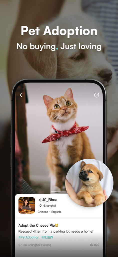 Wellcee Mobile App-Oberfläche, die einen Beitrag zur Adoption eines geretteten Kätzchens in Shanghai zeigt
