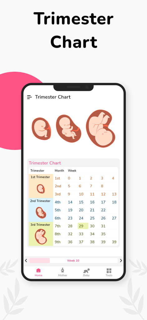A detailed pregnancy trimester chart showing development stages by weeks and months in a mobile app interface