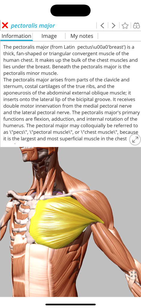 Visual Acupuncture 3D - A 3D anatomical model of the human chest with the pectoralis major muscle highlighted in yellow and a detailed medical description