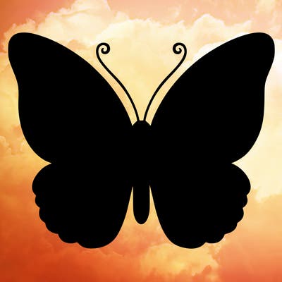 butterfly