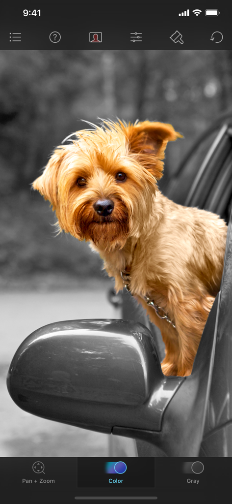 Color Splash - Edición de color selectivo de un perro marrón en la ventana de un coche con un fondo en blanco y negro.