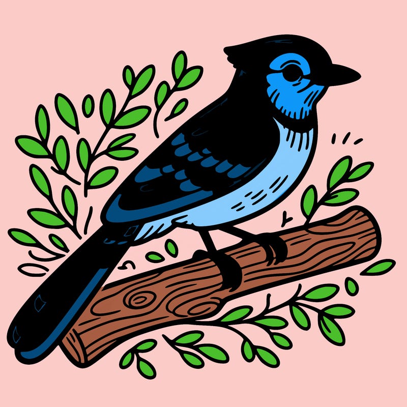 blue jay bird on a branch