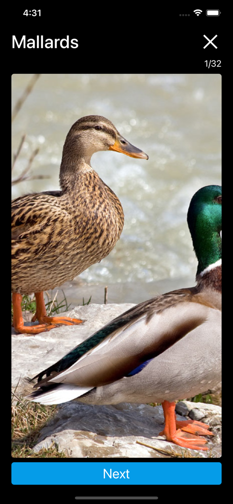 High quality photo of male and female mallard ducks on a rock in the birds of north america sounds app