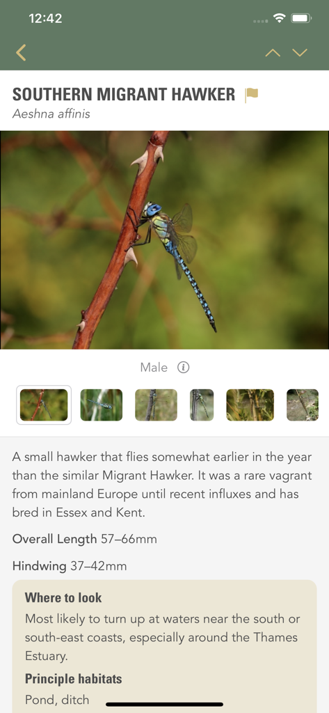Dragonflies & Damselflies - Perfil de una libélula Southern Migrant Hawker con detalles científicos y fotos de identificación en una aplicación móvil