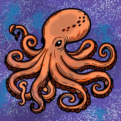 octopus