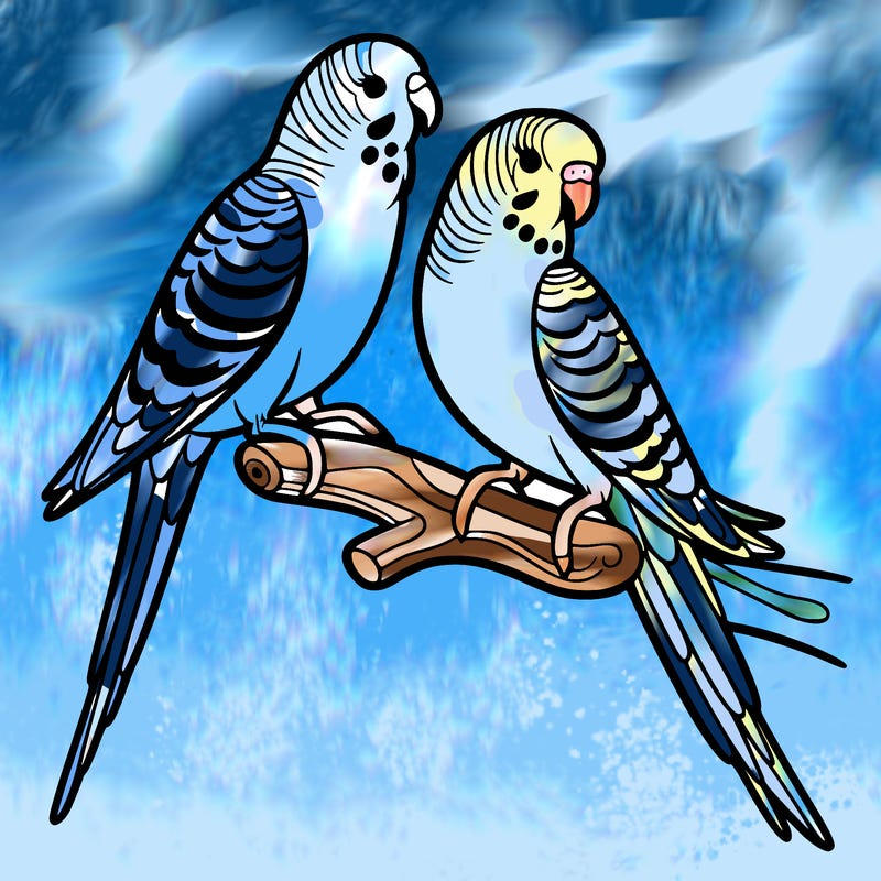 parakeets