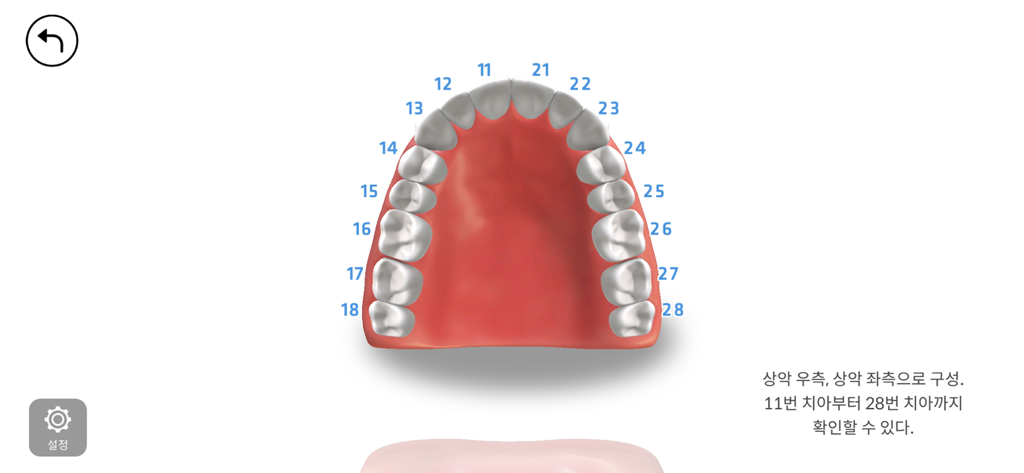 AR-D Morphology - 3D dental anatomy model of the upper jaw with tooth numbering for dental students in the AR-D Morphology app