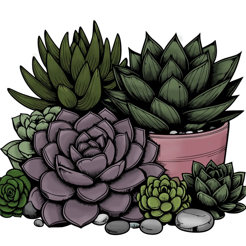 realistic succulents