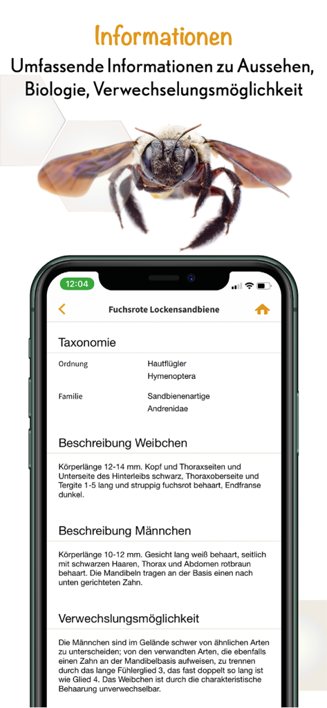 Screenshot der Wildbienen Id App, der detaillierte Taxonomie und morphologische Beschreibungen für eine Wildbienenart zeigt