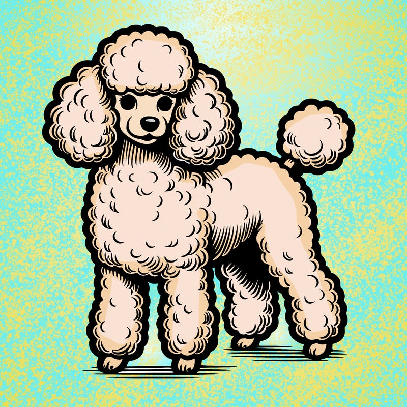 toy poodle realistic
