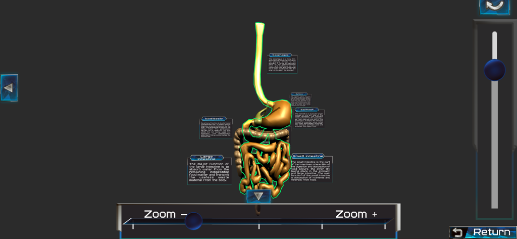 A 3D model of the human digestive system with anatomical labels for medical study