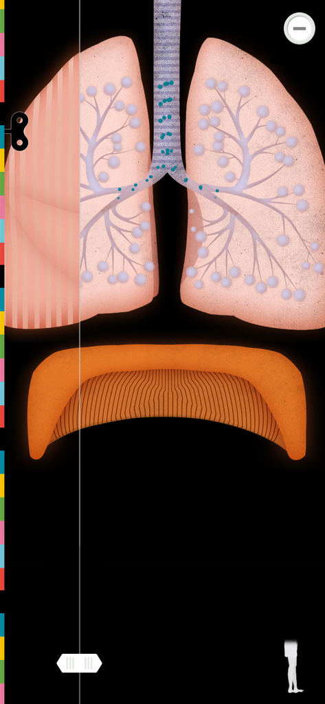 Anatomical illustration of human lungs and diaphragm from The Human Body Lite educational app