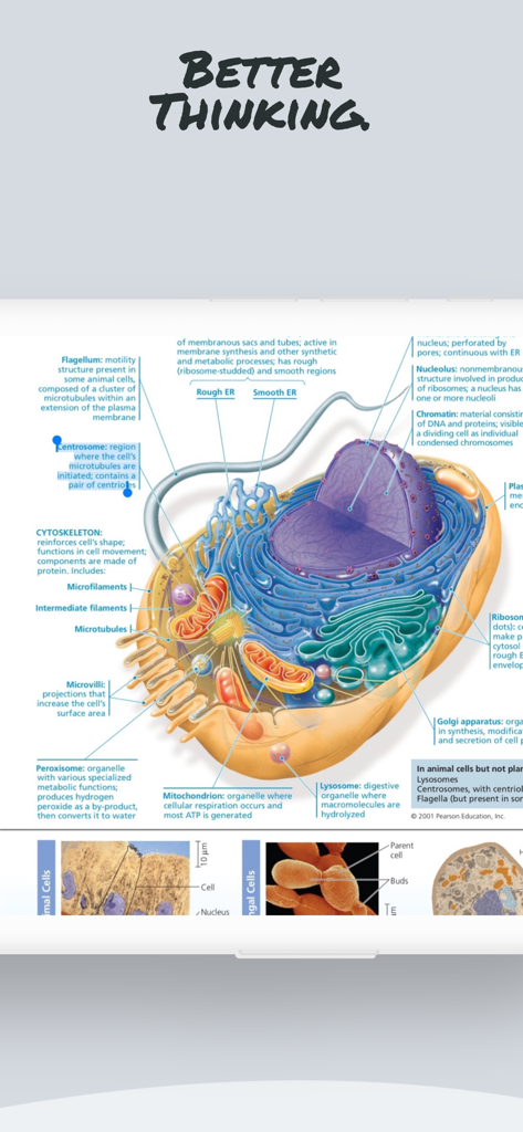 Good PDF Notebook Pencil App内で生物学学習用のラベルが付いた動物細胞の詳細な科学的図。