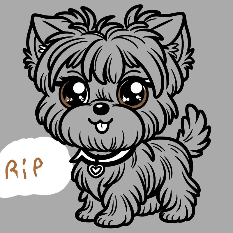 yorkshire terrier boy cute