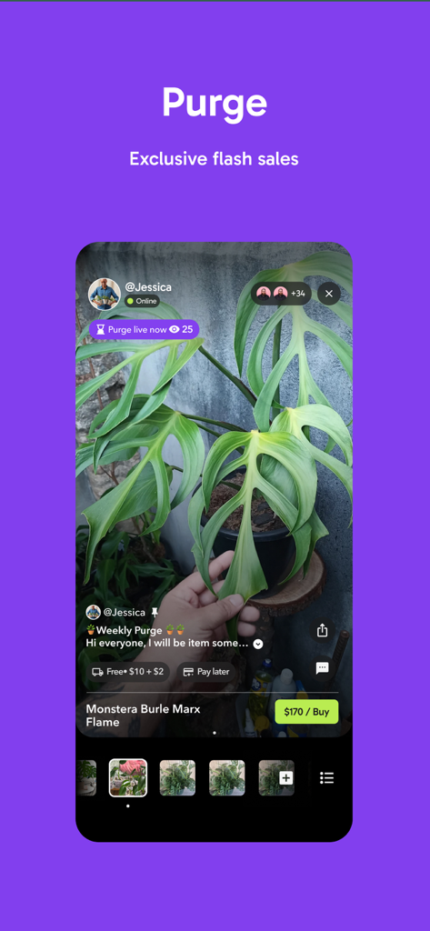 A live shopping interface for a rare Monstera plant flash sale on the Palmstreet app.
