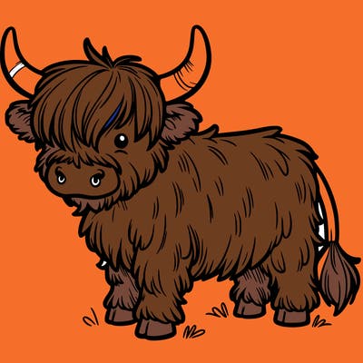 highland cow