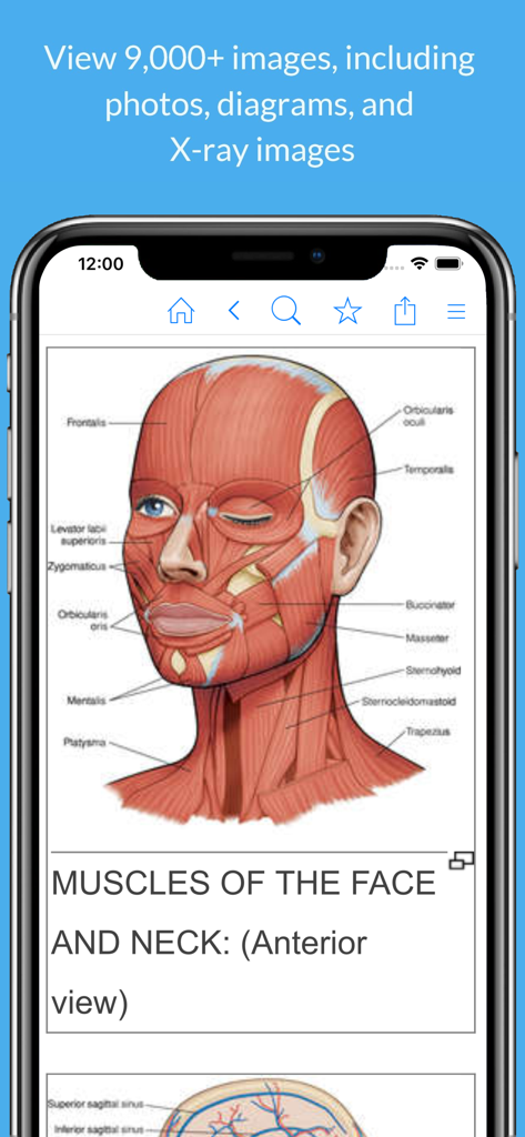 Nursing Dictionary by Farlex - Anatomical diagram of face and neck muscles in the Nursing Dictionary app