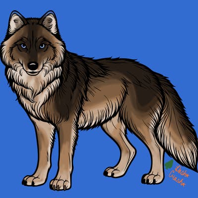 realistic wolf
