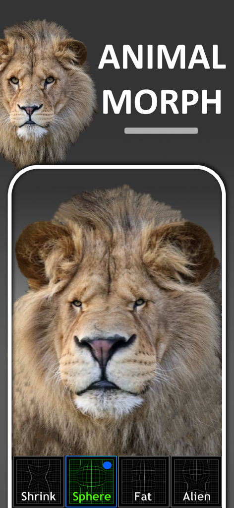 Funny Face Camera Booth - A lion face distorted with a spherical morph effect in the Funny Face Camera Booth app