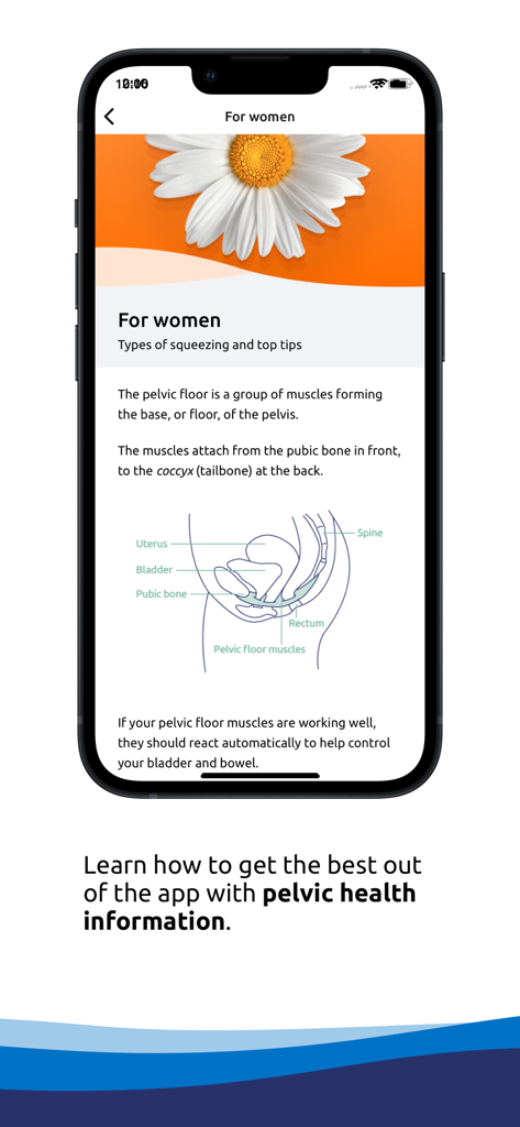 Bildschirm der Squeezy-App, der informative Inhalte und eine anatomische Darstellung des Beckenbodens für Frauen bereitstellt.