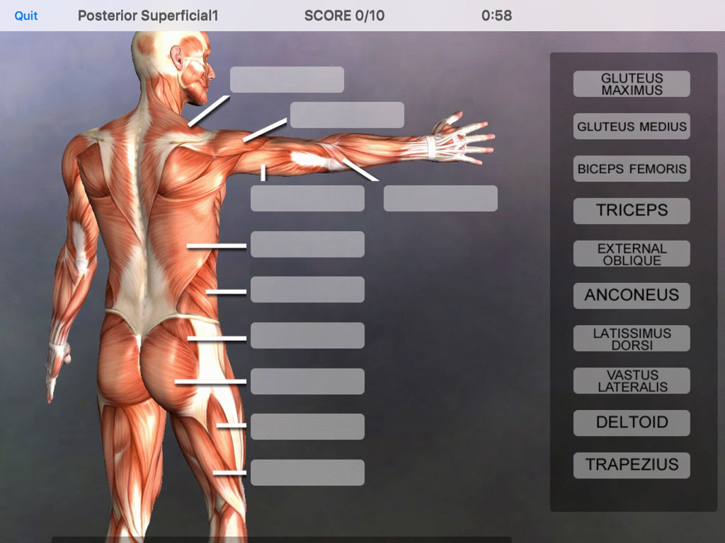 Anatomy quiz interface in the Muscle and Bone Anatomy 3D app showing a posterior view of human muscles for identification.