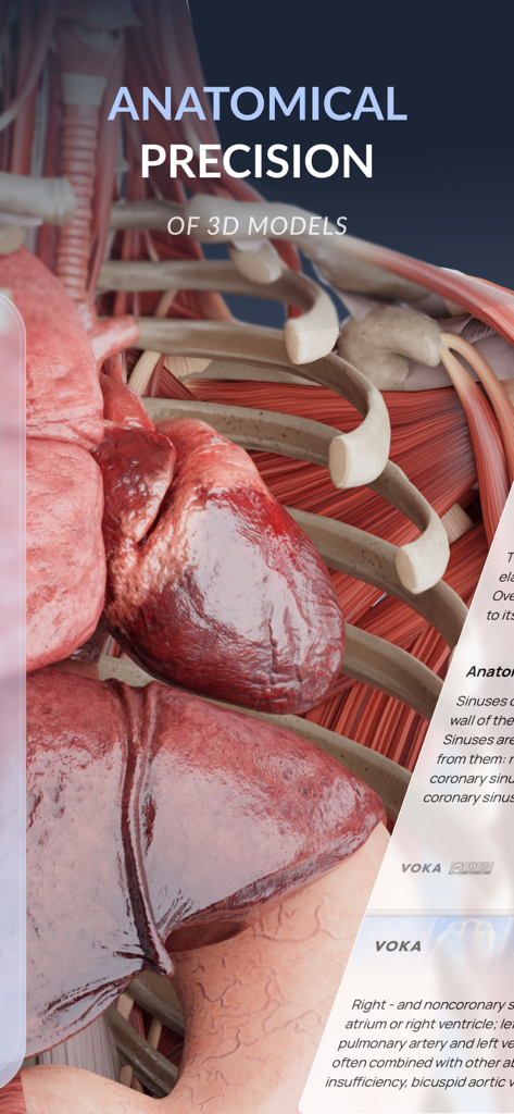 VOKA 3D Anatomy & Pathology - A detailed 3D anatomical model of human internal organs and musculature demonstrating precision