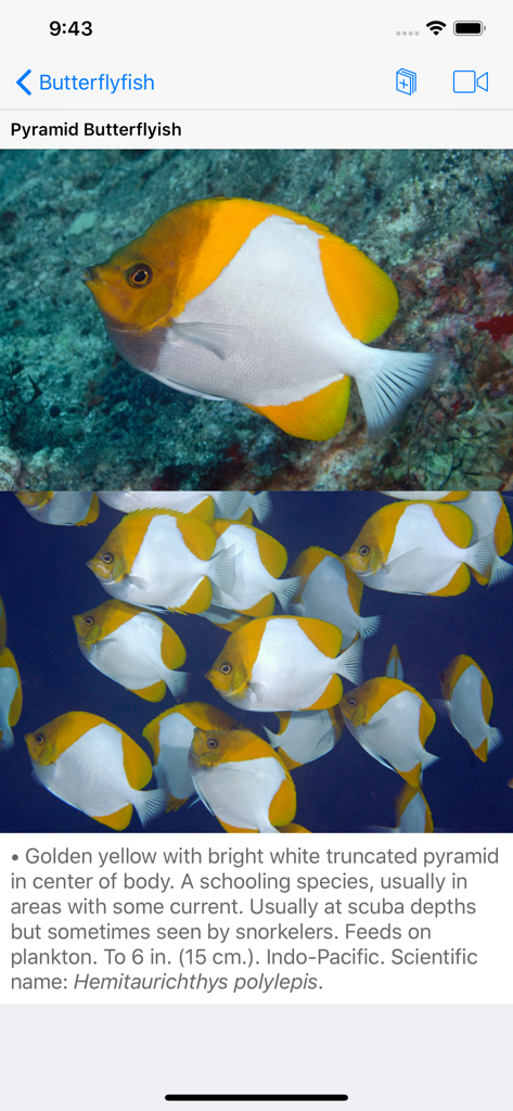 Species profile page for the Pyramid Butterflyfish in the Scuba Fish Hawaii app showing photos and scientific description
