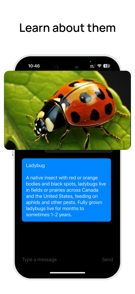 Insect Identifier: Bug Scanner - Identificación de mariquita y datos educativos en la interfaz de la aplicación móvil Bug Scanner.