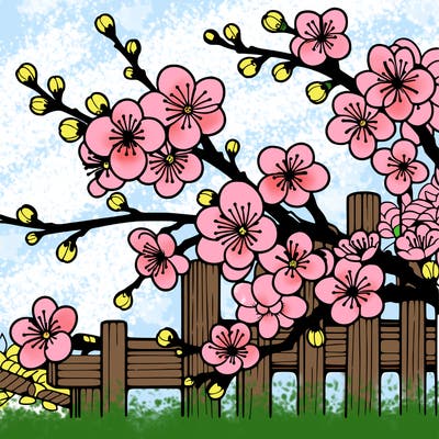 japan cherry blossom