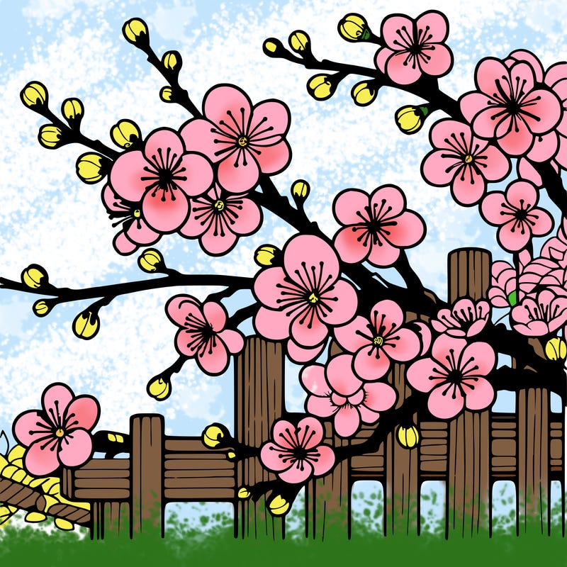 japan cherry blossom