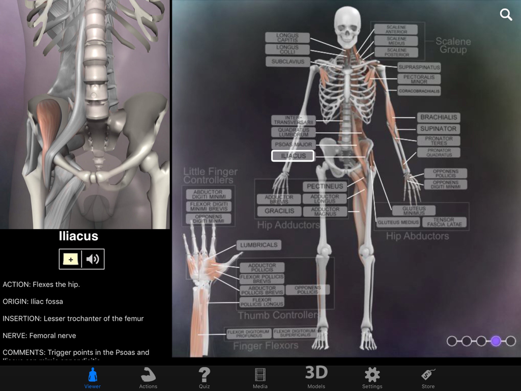 3D human anatomy viewer showing skeletal labels and detailed information for the Iliacus muscle