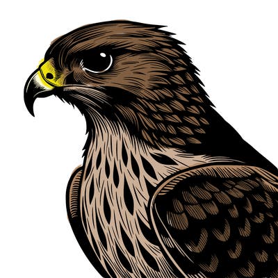 realistic hawk