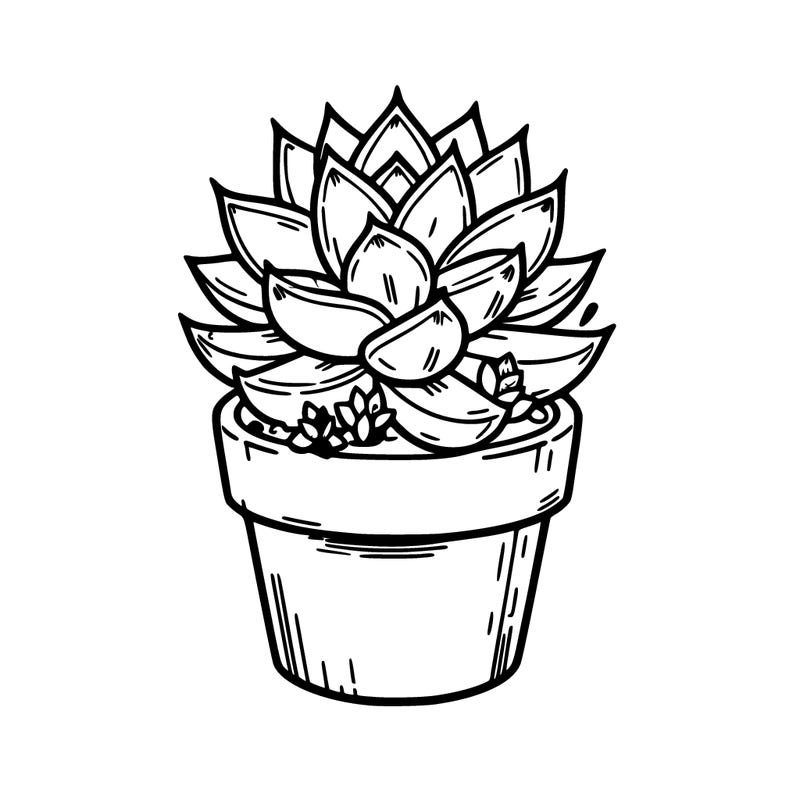 succulent plant potted