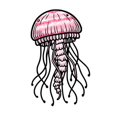 jellyfish