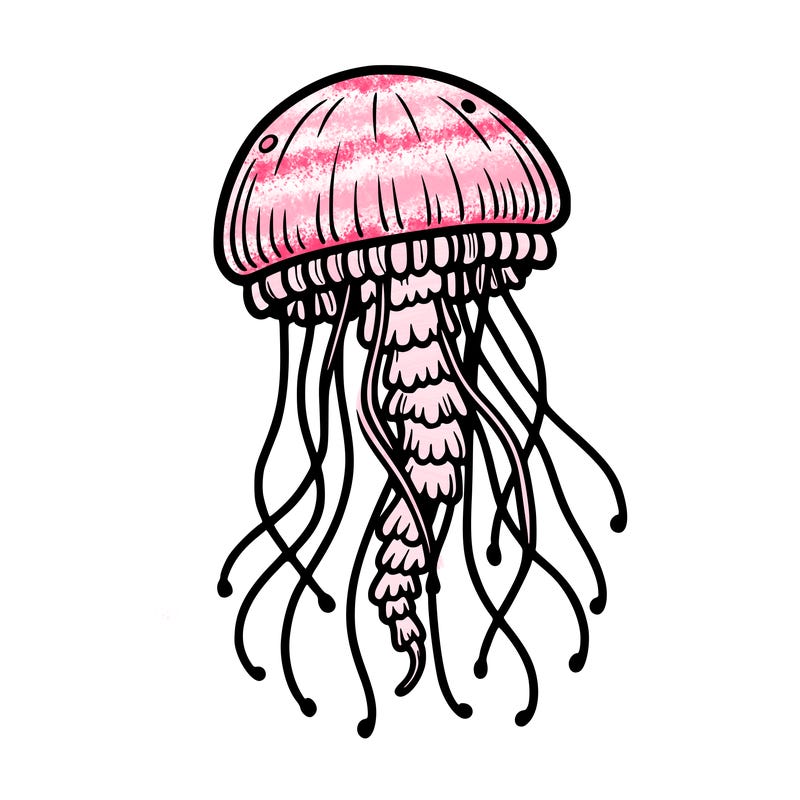 jellyfish